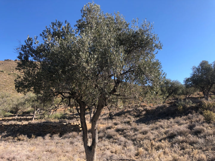 Adopt Your Tree in Olivar Cúrate