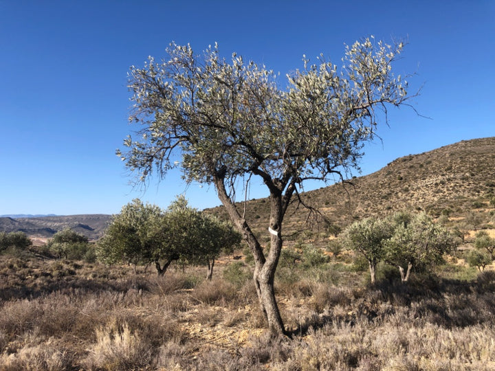Adopt Your Tree in Olivar Cúrate