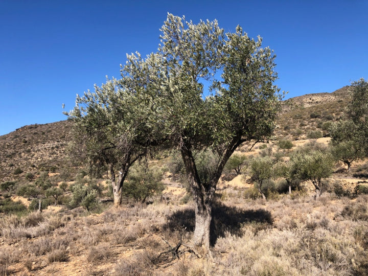 Adopt Your Tree in Olivar Cúrate