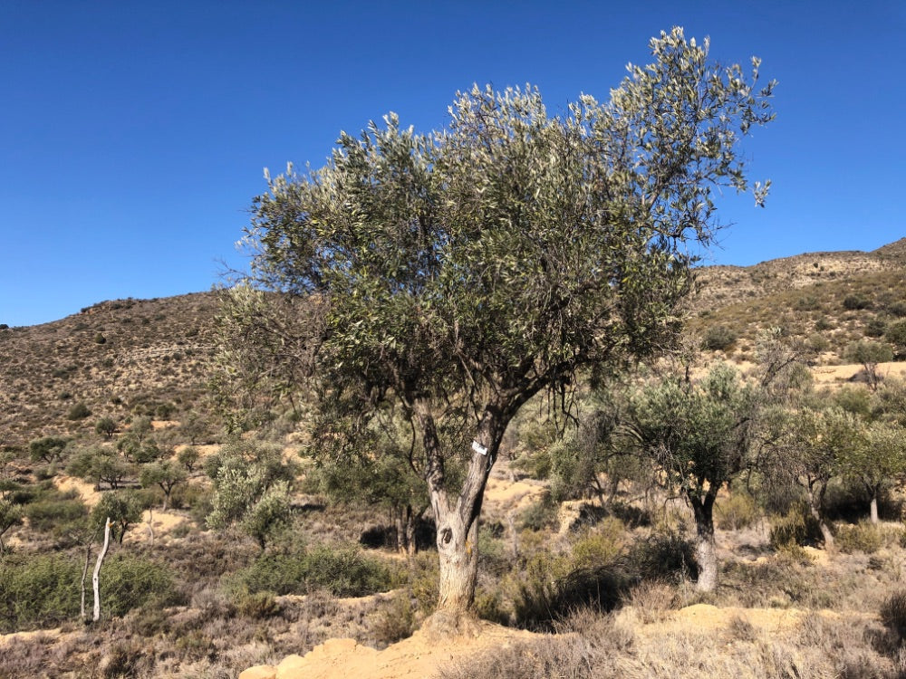 Adopt Your Tree in Olivar Cúrate