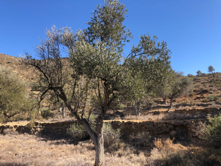 Adopt Your Tree in Olivar Cúrate