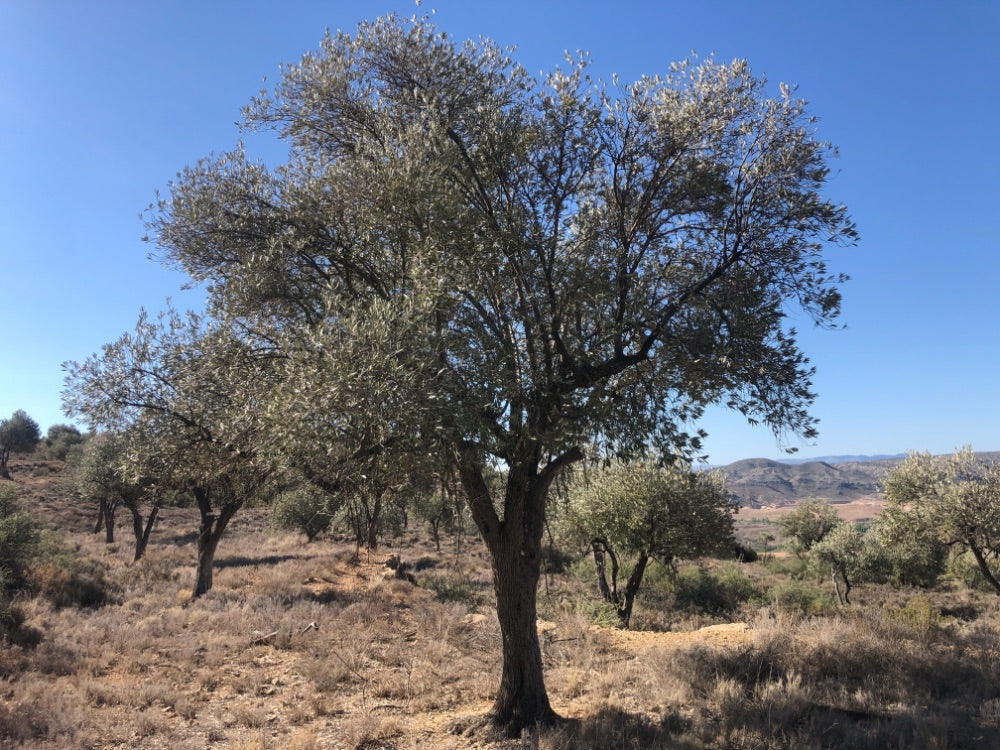 Adopt Your Tree in Olivar Cúrate
