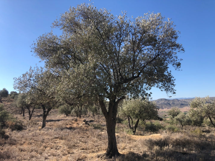 Adopt Your Tree in Olivar Cúrate