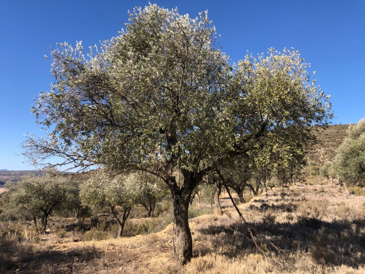 Adopt Your Tree in Olivar Cúrate