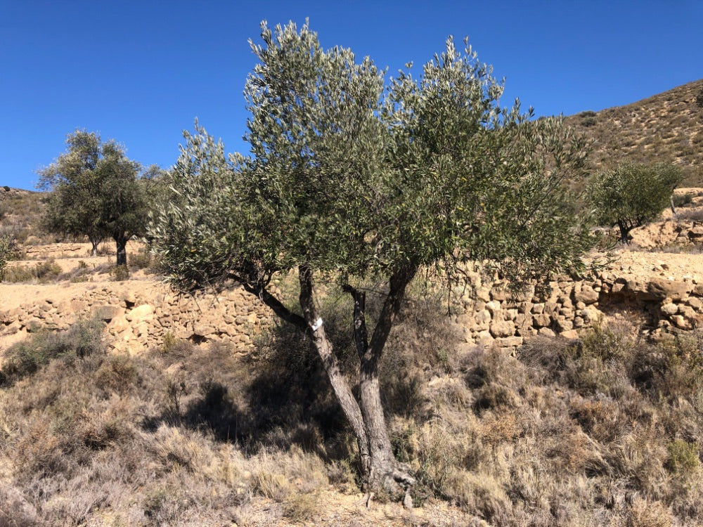 Adopt Your Tree in Olivar Cúrate