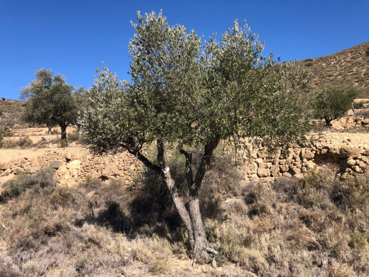 Adopt Your Tree in Olivar Cúrate