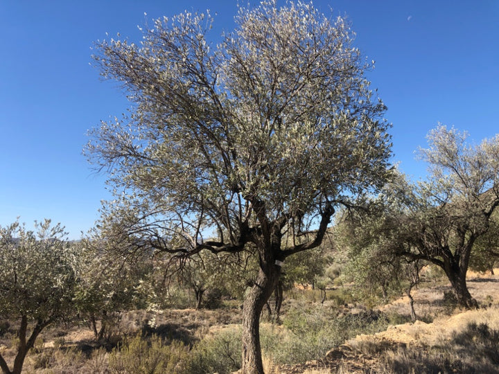 Adopt Your Tree in Olivar Cúrate