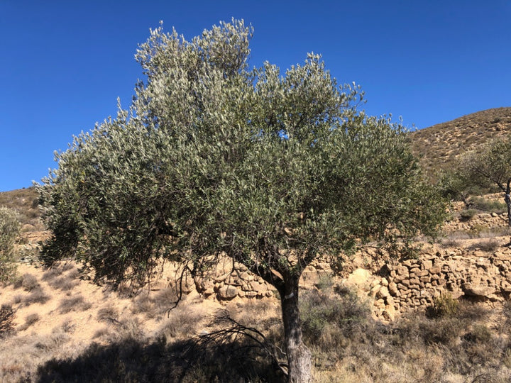 Adopt Your Tree in Olivar Cúrate