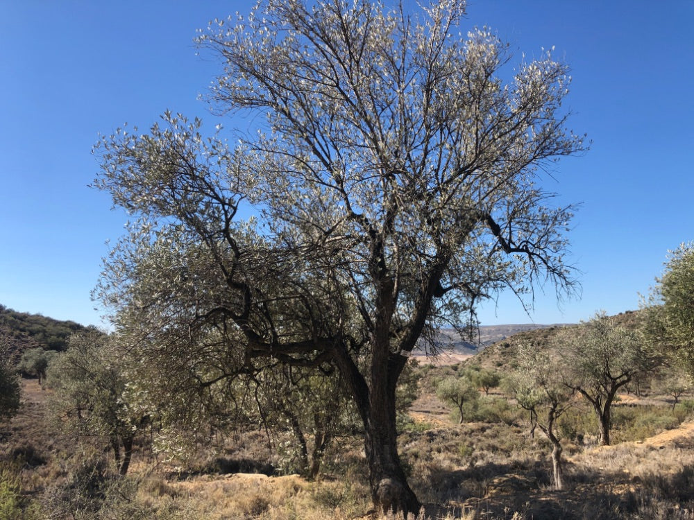 Adopt Your Tree in Olivar Cúrate