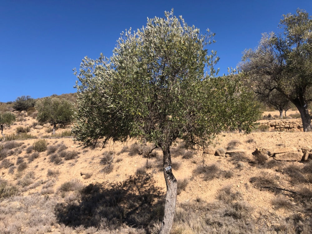 Adopt Your Tree in Olivar Cúrate
