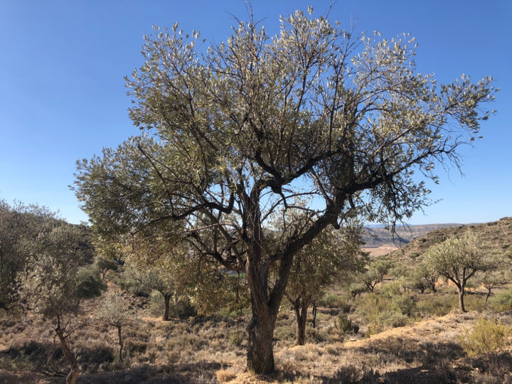 Adopt Your Tree in Olivar Cúrate
