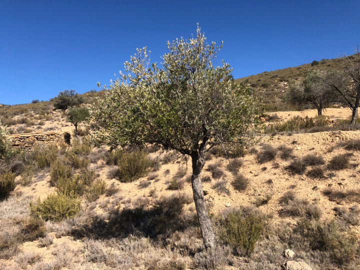Adopt Your Tree in Olivar Cúrate