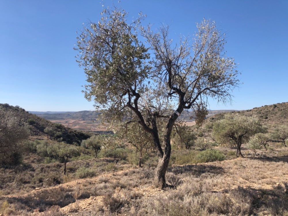 Adopt Your Tree in Olivar Cúrate