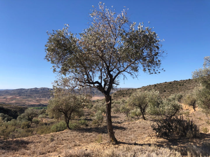 Adopt Your Tree in Olivar Cúrate