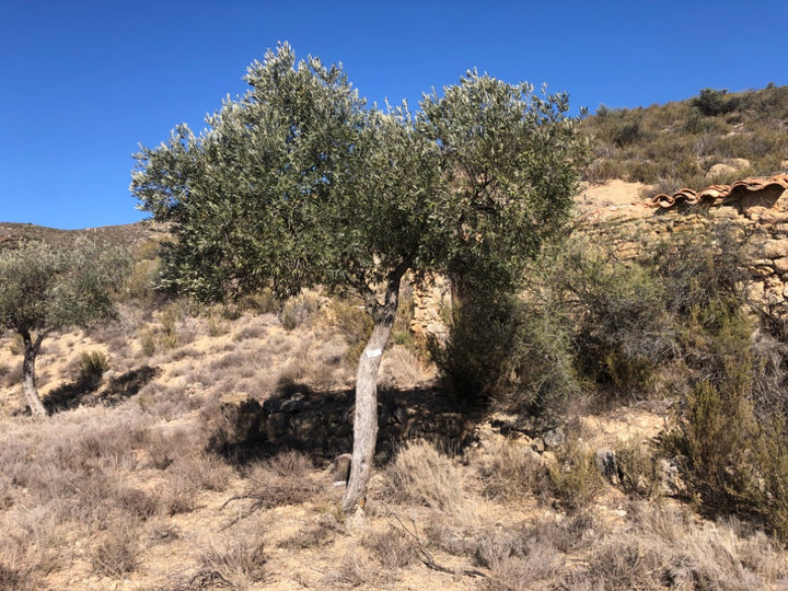 Adopt Your Tree in Olivar Cúrate