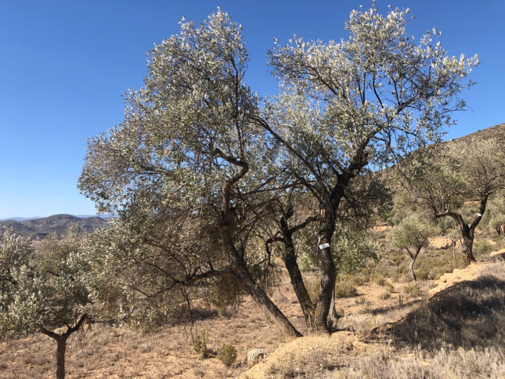 Adopt Your Tree in Olivar Cúrate