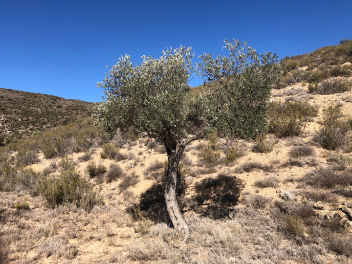 Adopt Your Tree in Olivar Cúrate