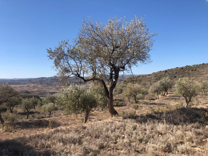 Adopt Your Tree in Olivar Cúrate