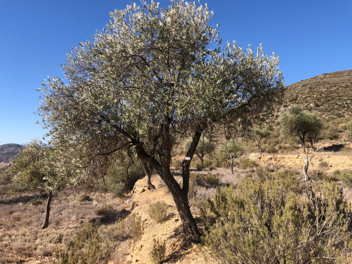 Adopt Your Tree in Olivar Cúrate