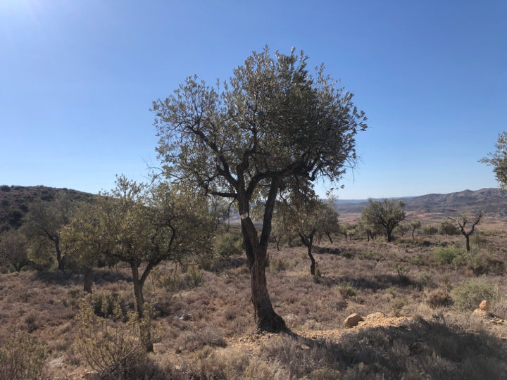 Adopt Your Tree in Olivar Cúrate