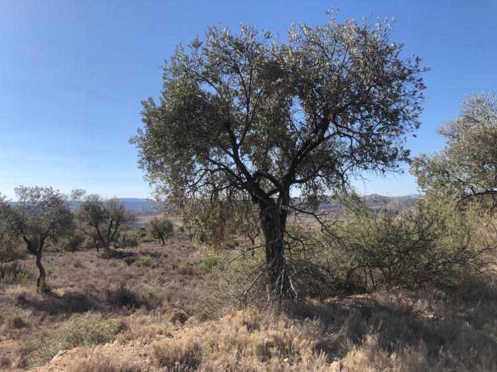 Adopt Your Tree in Olivar Cúrate