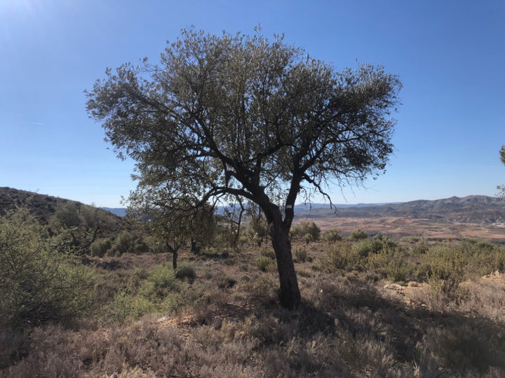 Adopt Your Tree in Olivar Cúrate