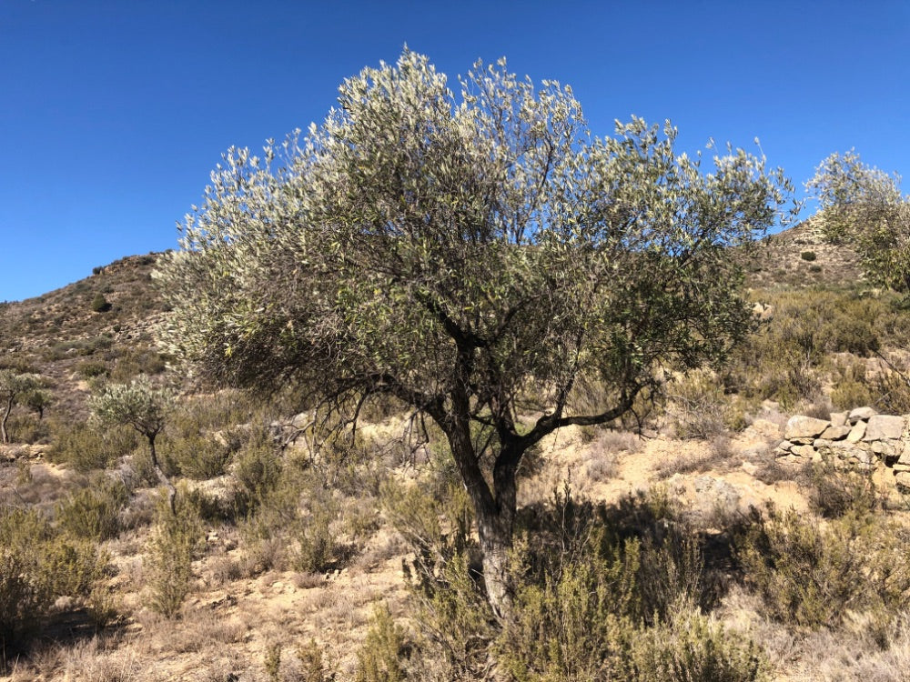 Adopt Your Tree in Olivar Cúrate