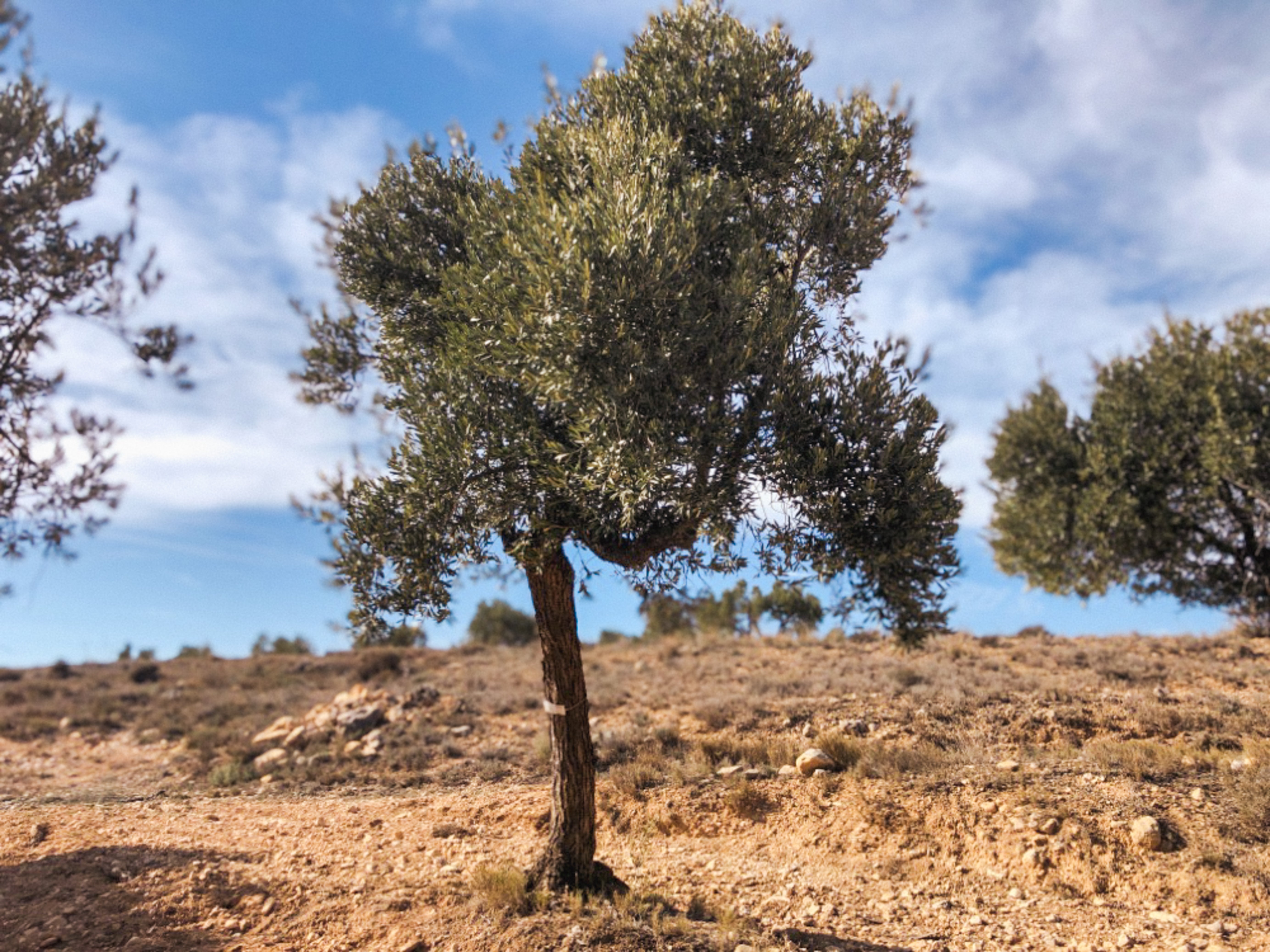 An Olive Tree I need of love in Cúrate at Home’s Olive Grove in Olive, Spain.