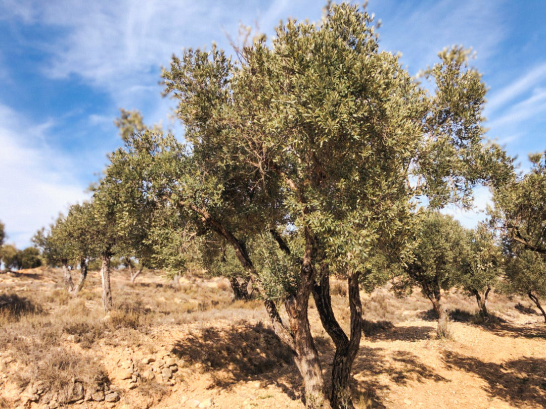 An Olive Tree I need of love in Cúrate at Home’s Olive Grove in Olive, Spain.