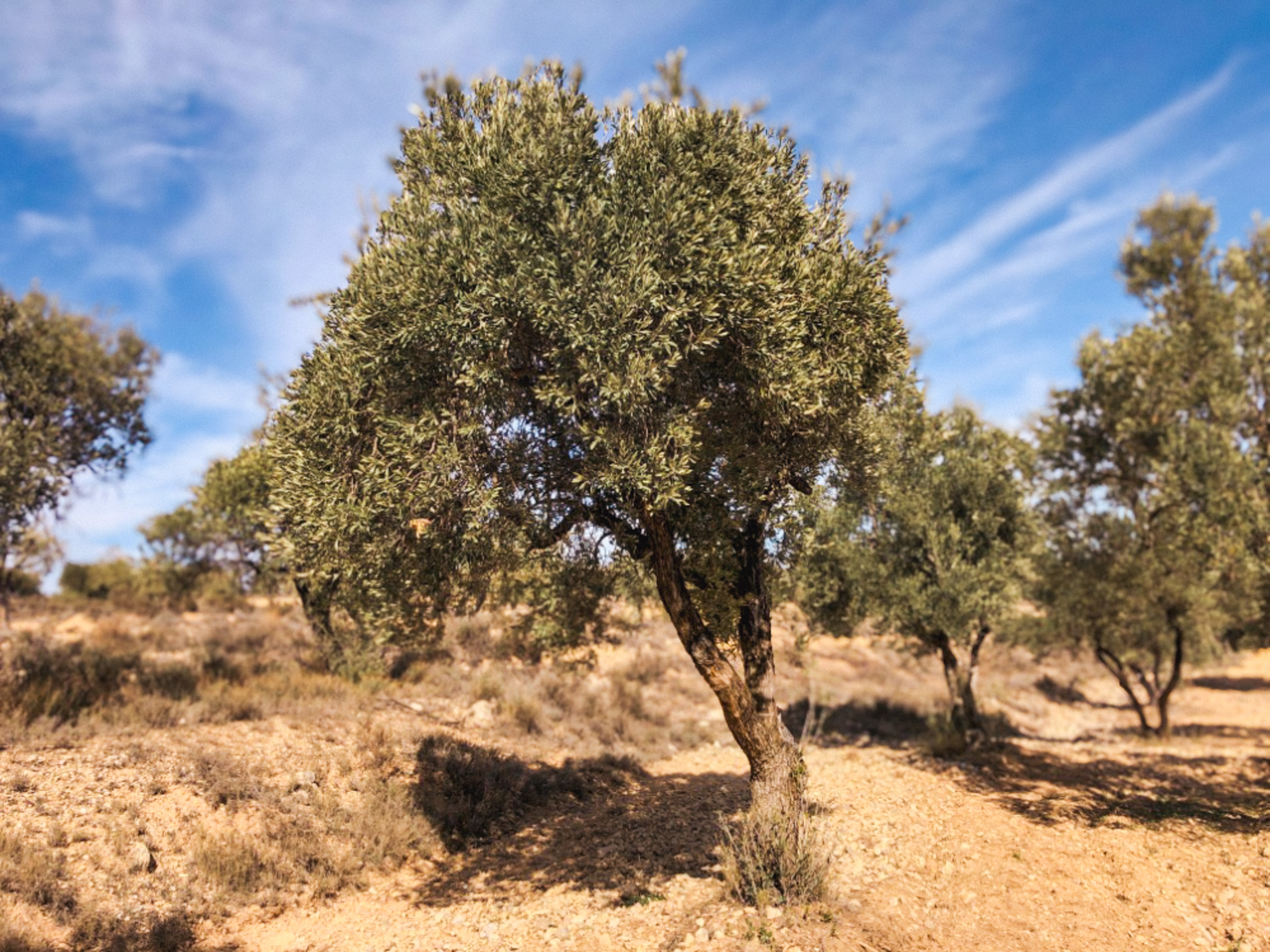 An Olive Tree I need of love in Cúrate at Home’s Olive Grove in Olive, Spain.