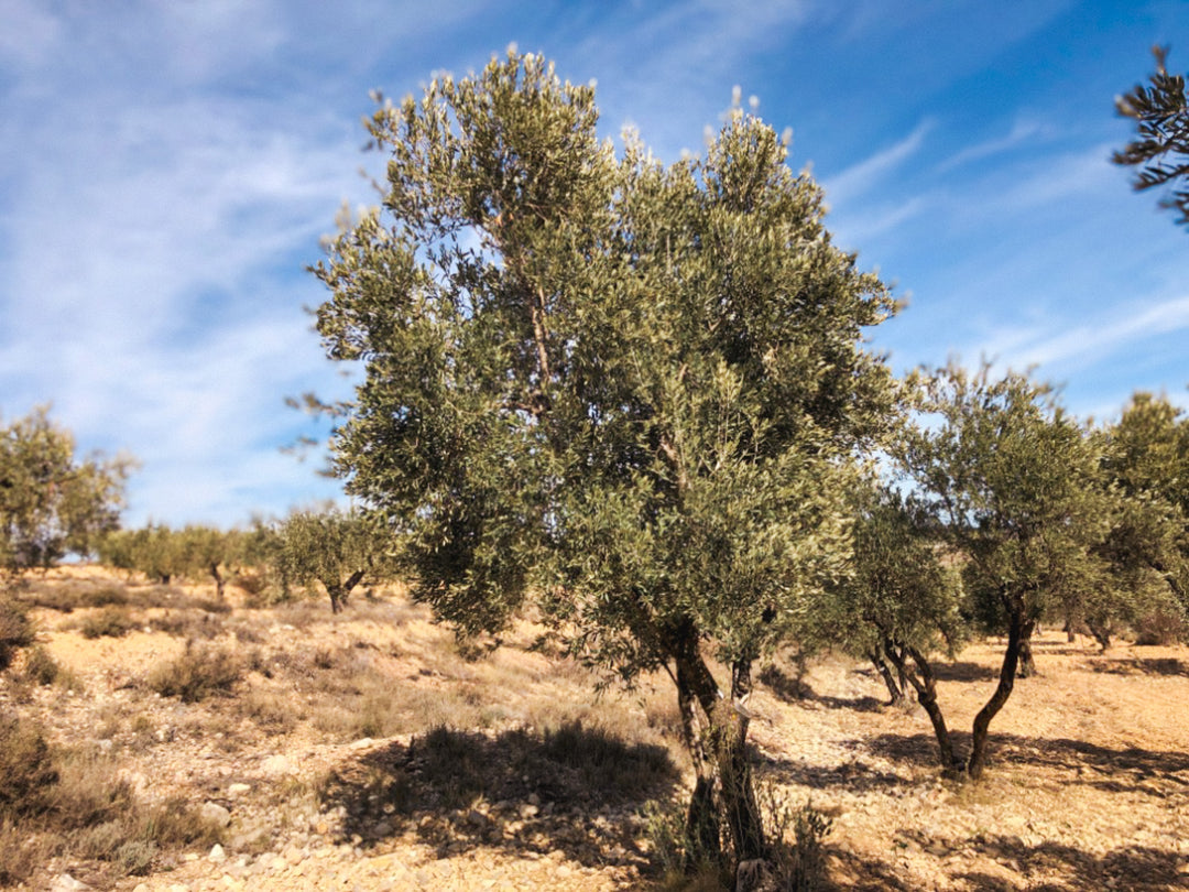 An Olive Tree I need of love in Cúrate at Home’s Olive Grove in Olive, Spain.