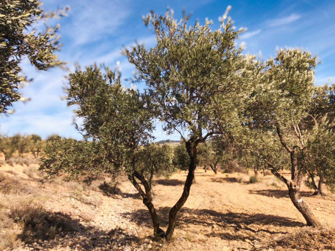 An Olive Tree I need of love in Cúrate at Home’s Olive Grove in Olive, Spain.