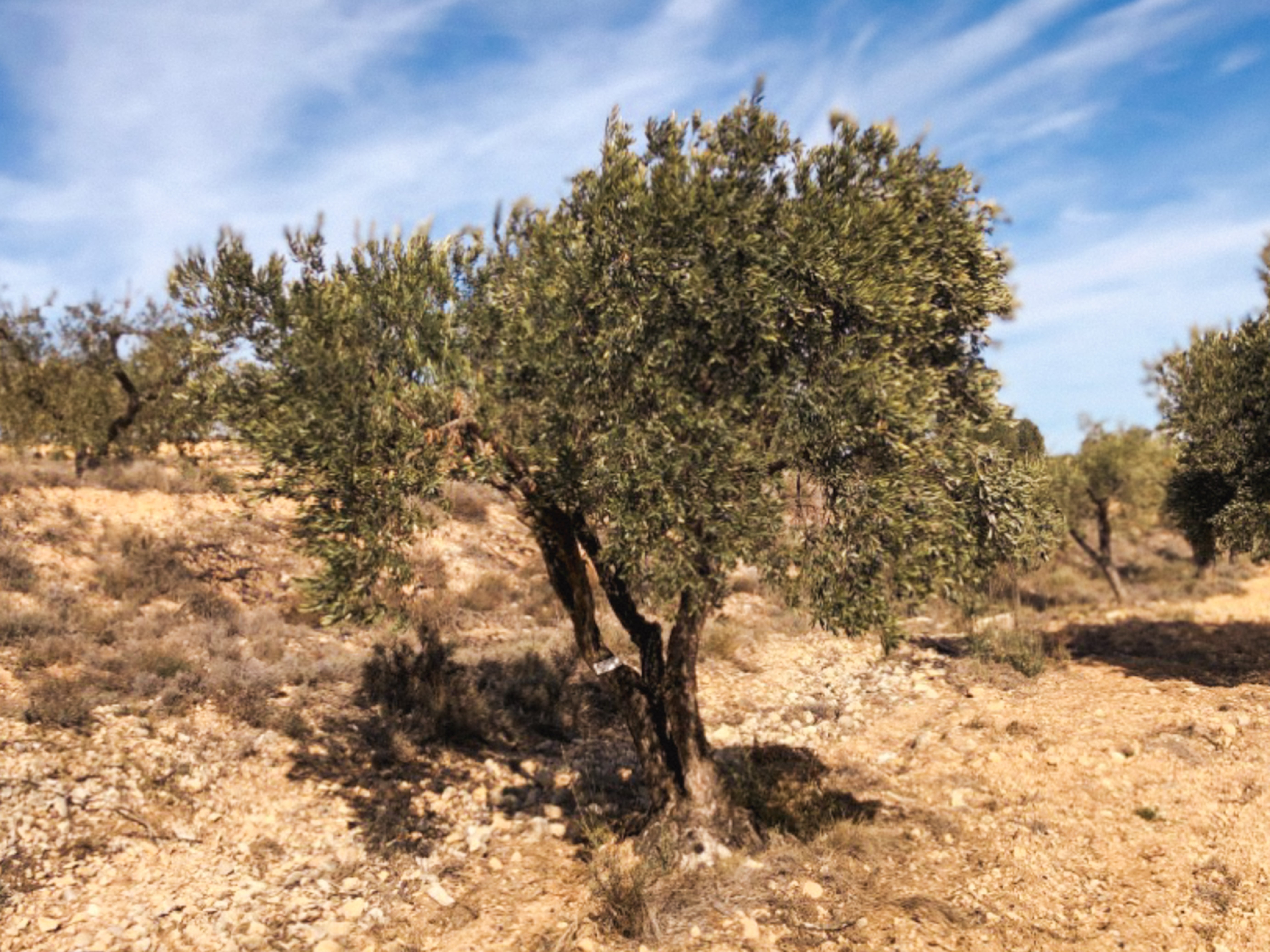 An Olive Tree I need of love in Cúrate at Home’s Olive Grove in Olive, Spain.