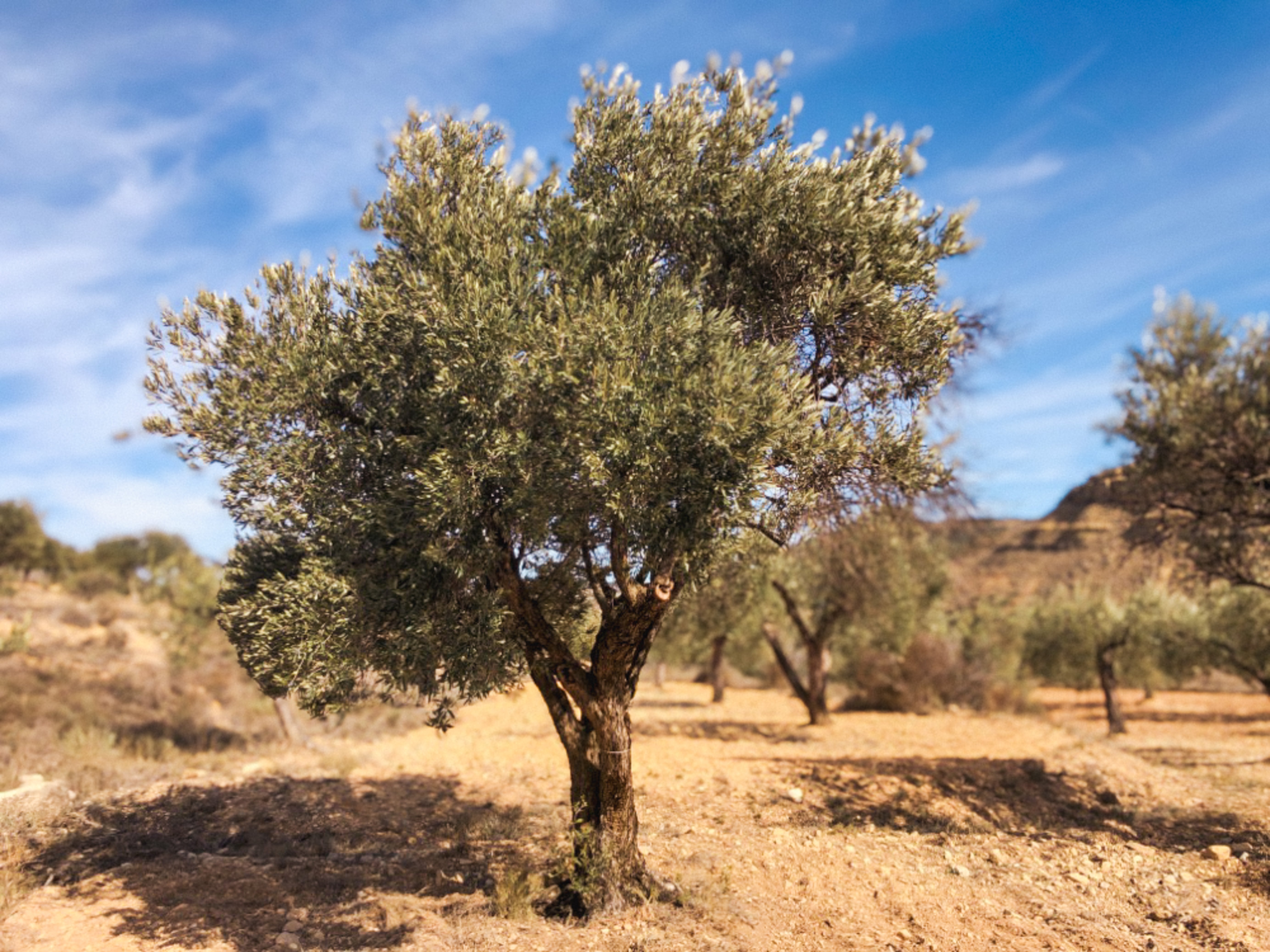 An Olive Tree I need of love in Cúrate at Home’s Olive Grove in Olive, Spain.