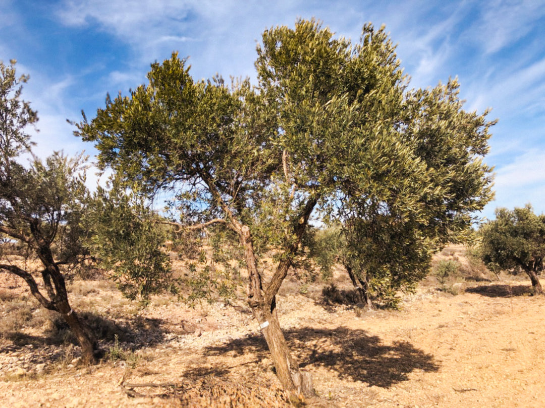 An Olive Tree I need of love in Cúrate at Home’s Olive Grove in Olive, Spain.