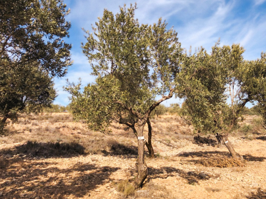 An Olive Tree I need of love in Cúrate at Home’s Olive Grove in Olive, Spain.