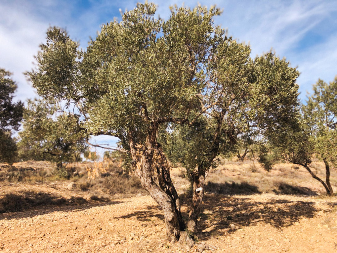 An Olive Tree I need of love in Cúrate at Home’s Olive Grove in Olive, Spain.