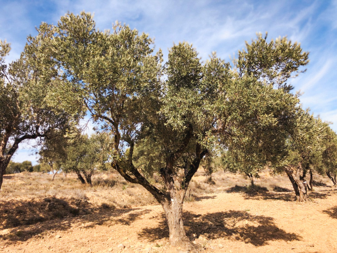 An Olive Tree I need of love in Cúrate at Home’s Olive Grove in Olive, Spain.