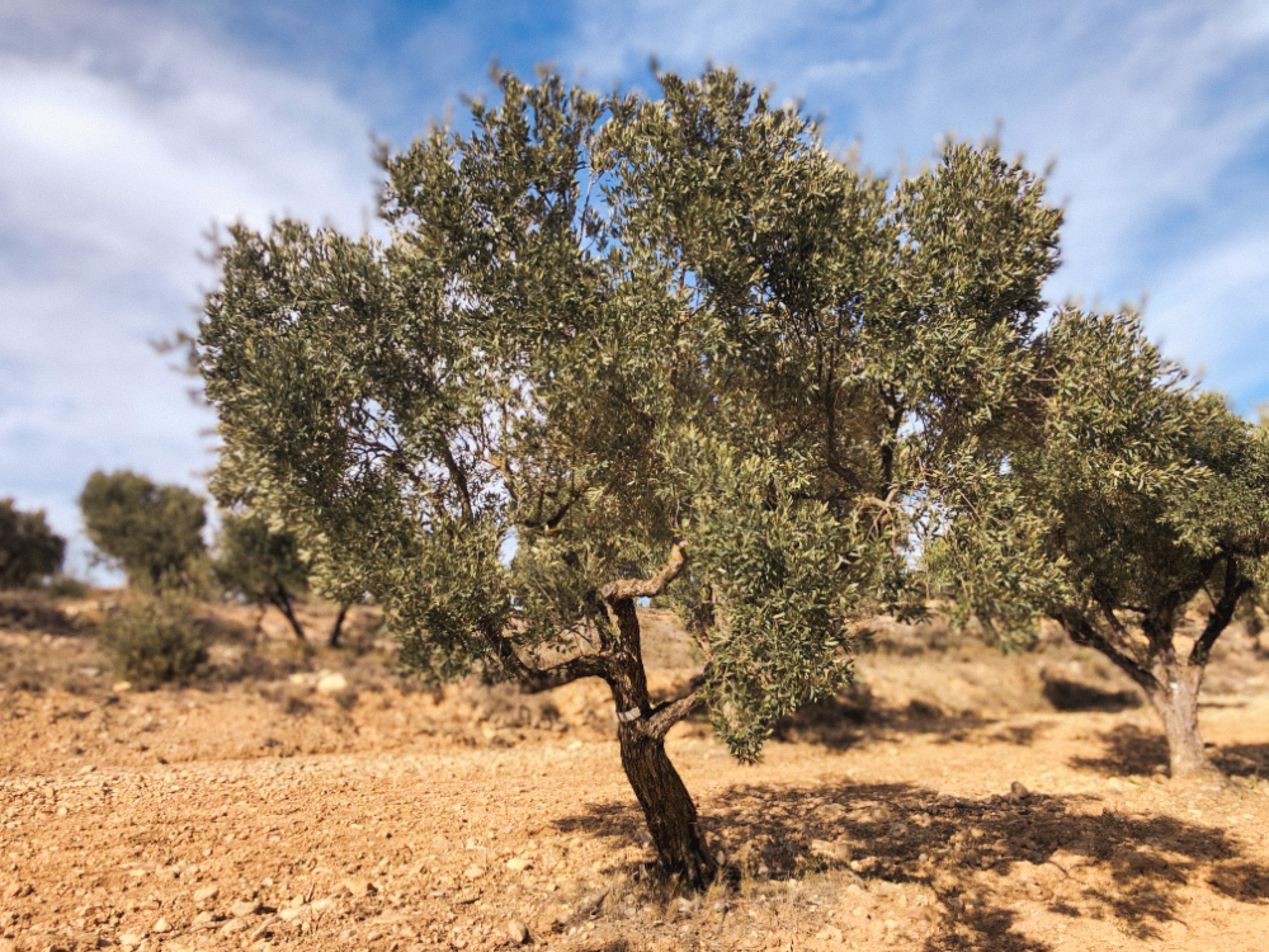 An Olive Tree I need of love in Cúrate at Home’s Olive Grove in Olive, Spain.