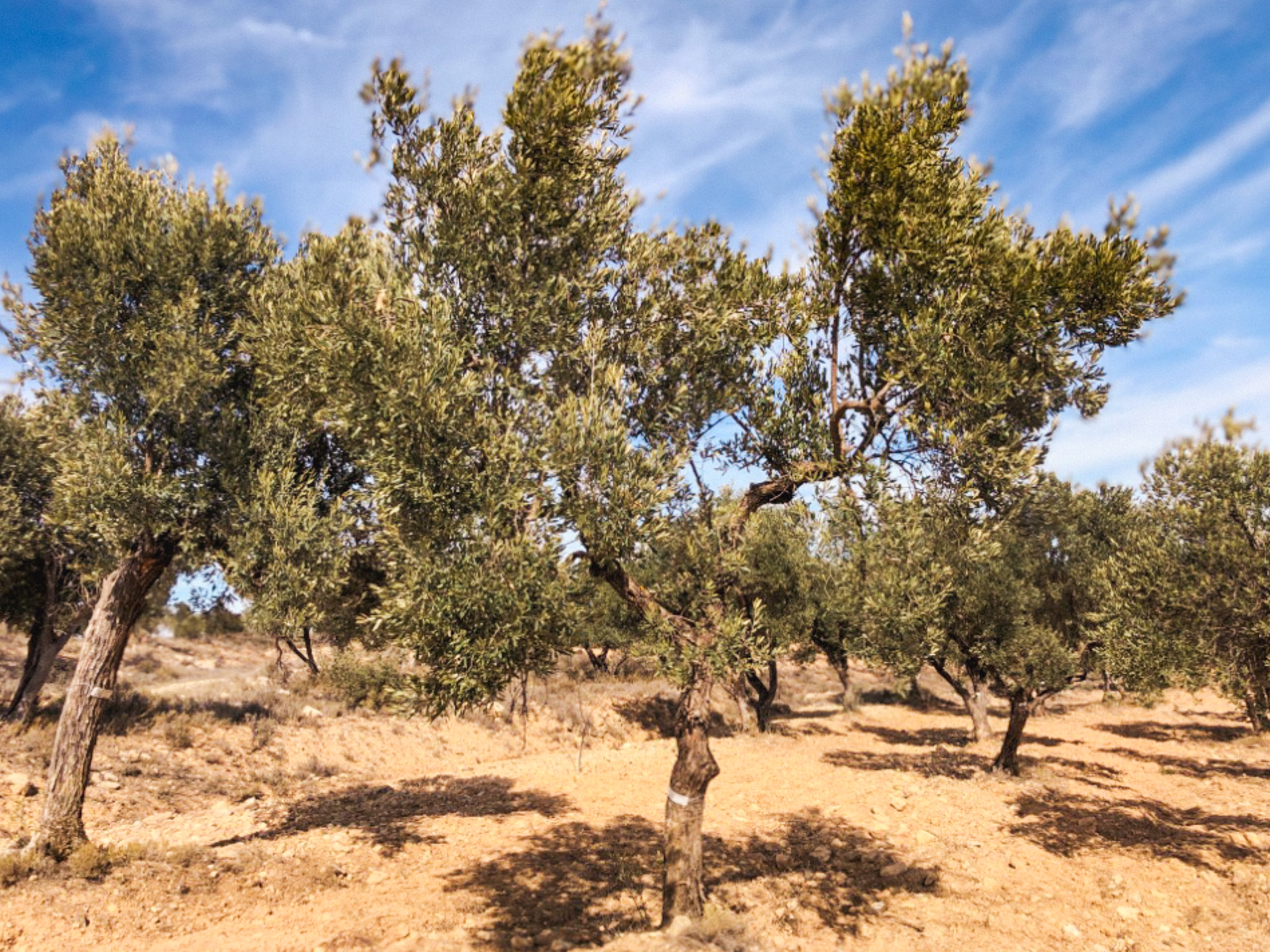 An Olive Tree I need of love in Cúrate at Home’s Olive Grove in Olive, Spain.