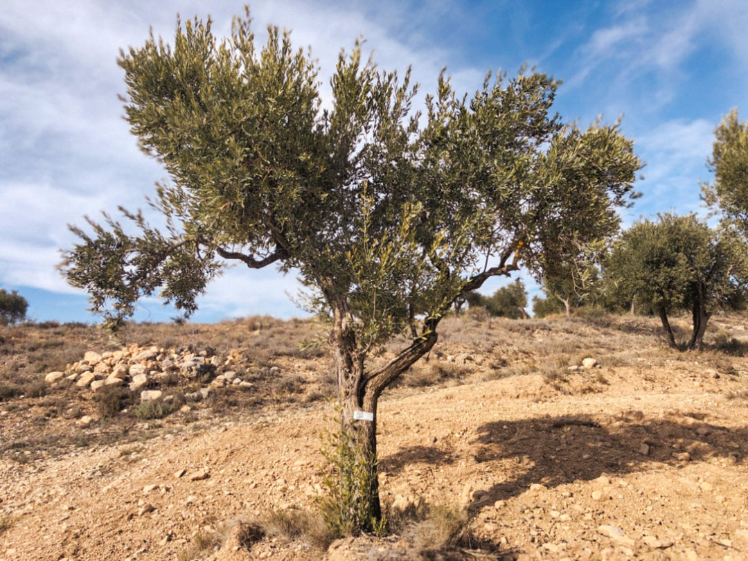 An Olive Tree I need of love in Cúrate at Home’s Olive Grove in Olive, Spain.