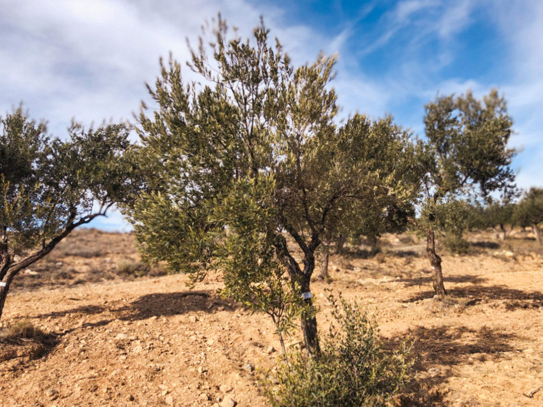 An Olive Tree I need of love in Cúrate at Home’s Olive Grove in Olive, Spain.