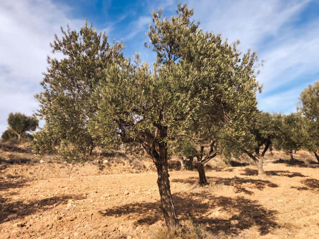 An Olive Tree I need of love in Cúrate at Home’s Olive Grove in Olive, Spain.