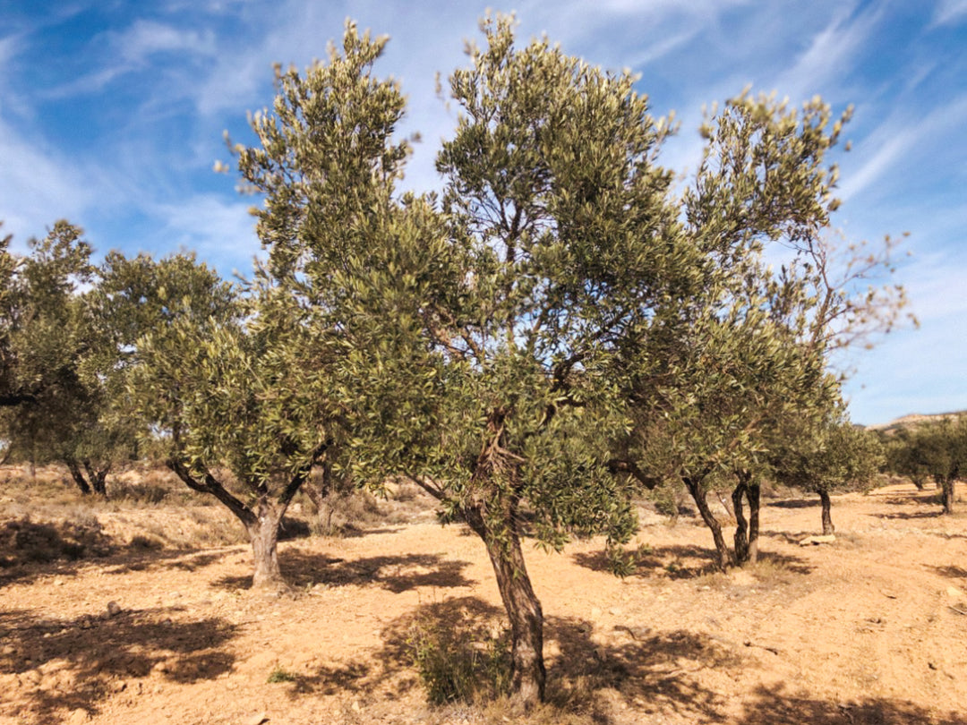 An Olive Tree I need of love in Cúrate at Home’s Olive Grove in Olive, Spain.