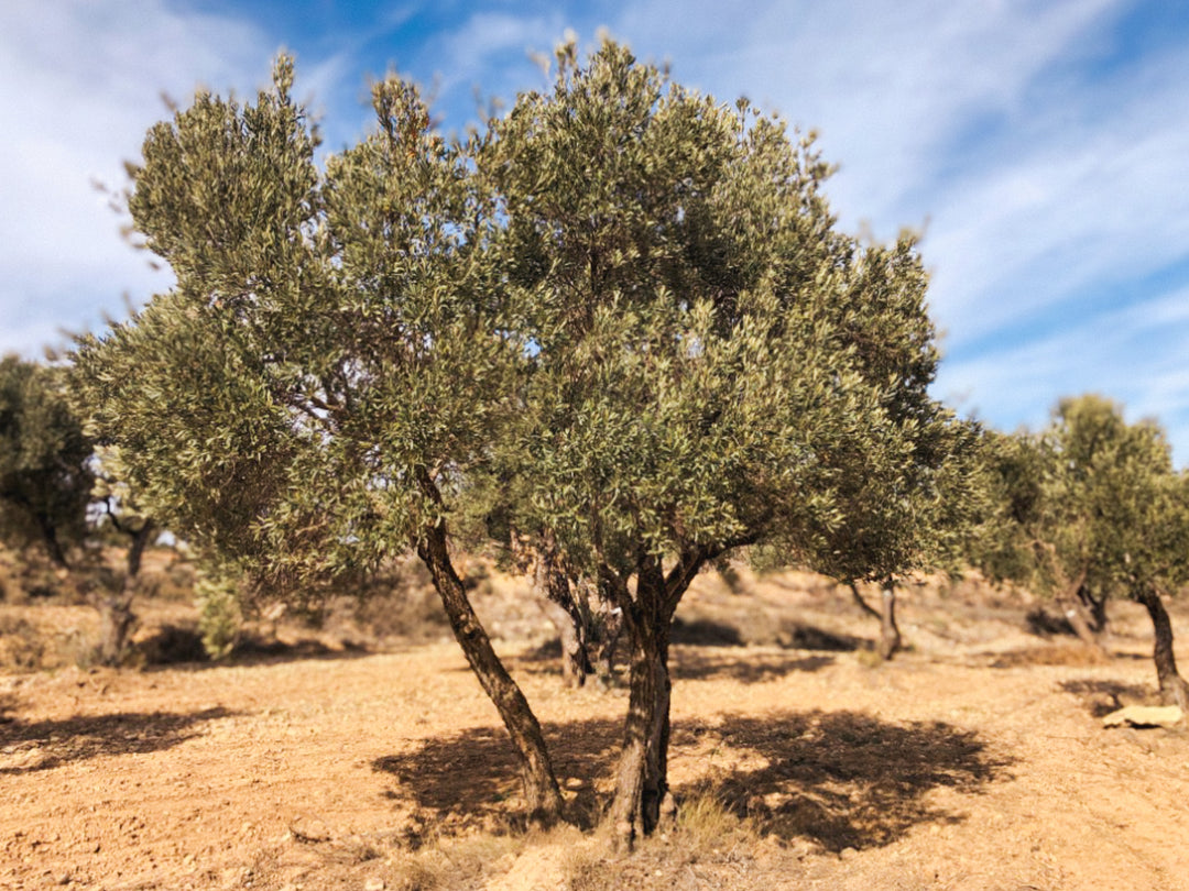 An Olive Tree I need of love in Cúrate at Home’s Olive Grove in Olive, Spain.