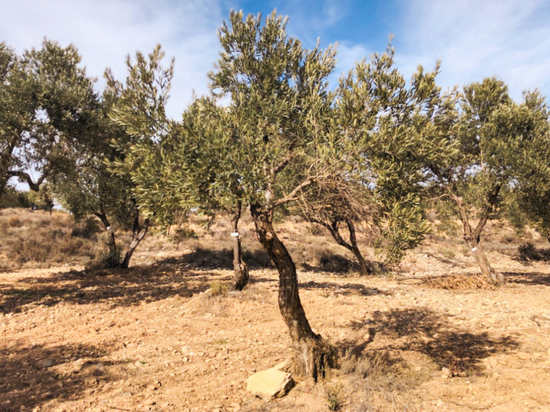 An Olive Tree I need of love in Cúrate at Home’s Olive Grove in Olive, Spain.