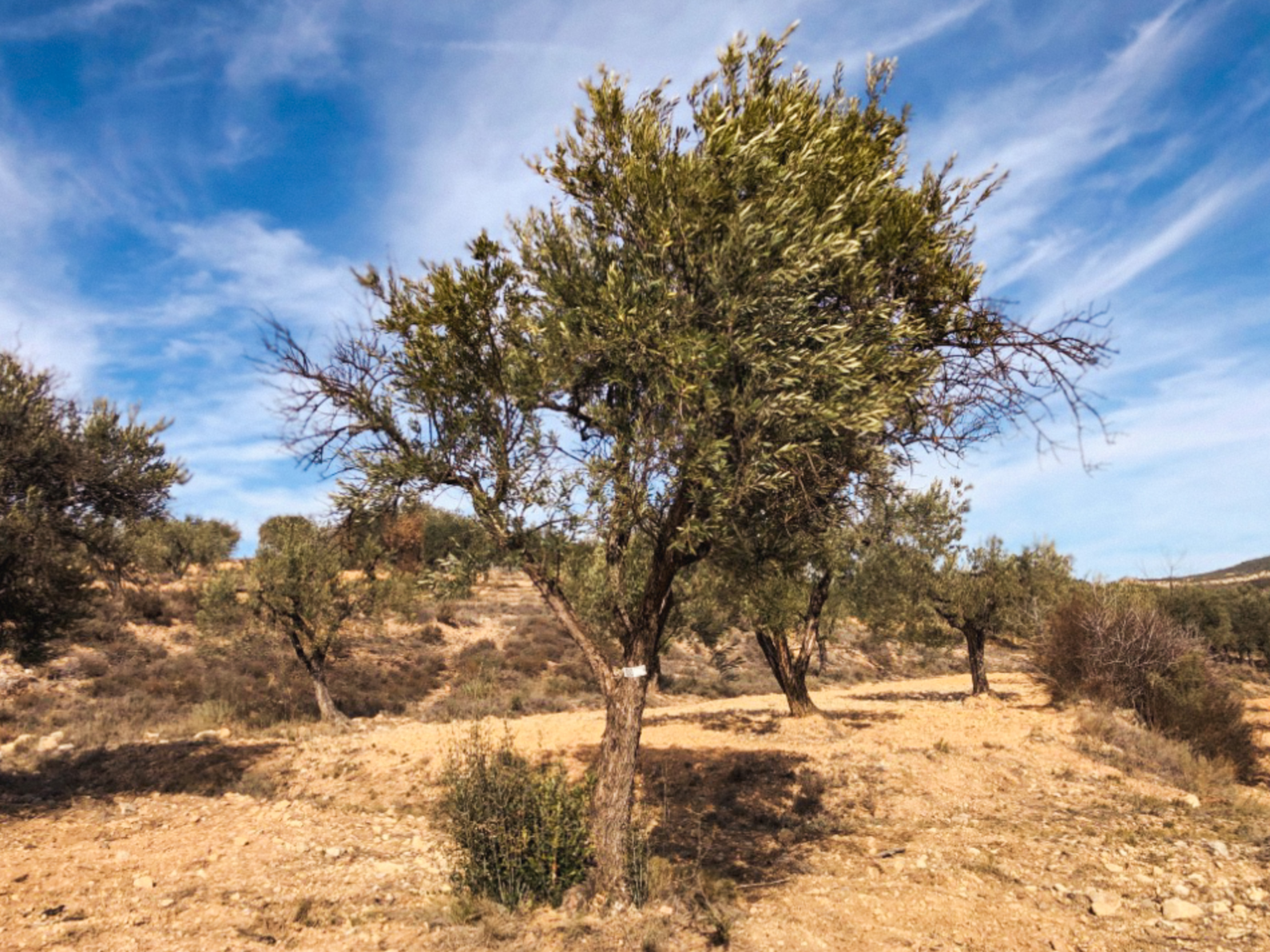 Olivar Cúrate Tree #17119