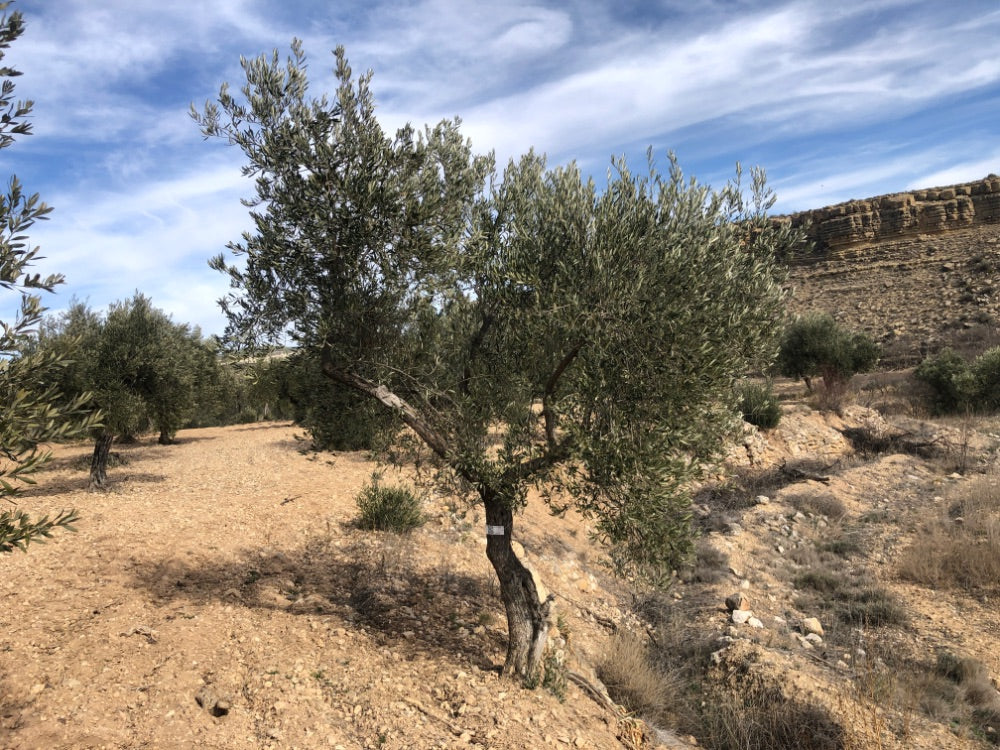 Ancient Olive Tree in the Apadrina un Olivo Grove for Cúrate at Home in Olive, Spain