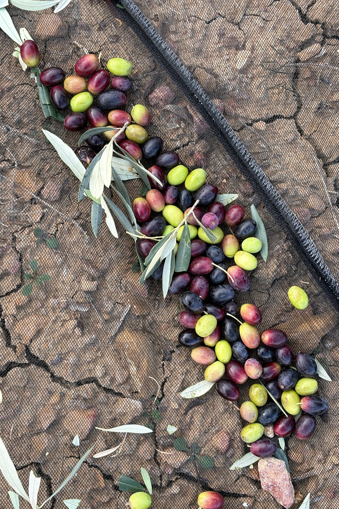 Olivar Cúrate Extra Virgin Olive Oil