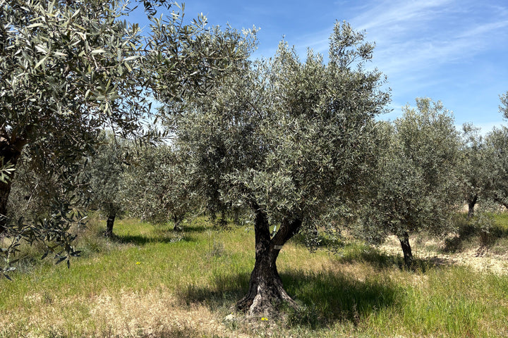 Adopt Your Tree in Olivar Cúrate